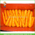 Китайская свежая морковь 250-300г Размер 2л